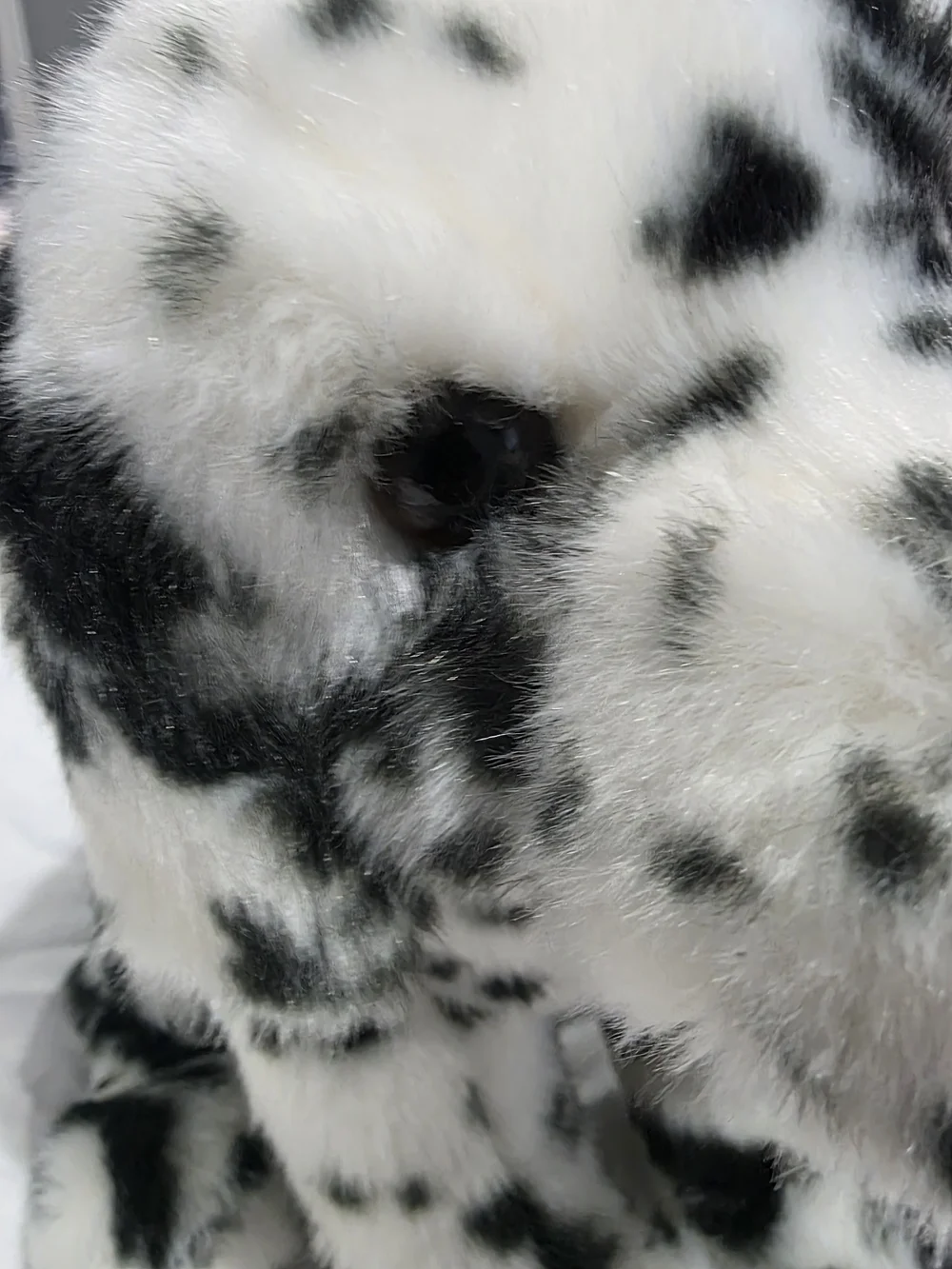 Douglas MACKAY DALMATIAN Dog Puppy Retired